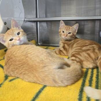 Ogilby and Applewits (Bonded Pair) -  Domestic Short Hair Cat for Adoption in Watertown, Wisconsin - Ogilby And Applewits (Bonded Pair) | PetCurious