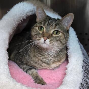 Luna -  Domestic Short Hair Cat for Adoption in Denver, Colorado - Luna | PetCurious