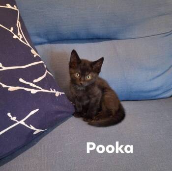 Pooka -  Domestic Short Hair Cat for Adoption in Vine Grove, Kentucky - Pooka | PetCurious