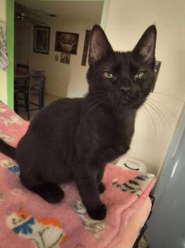 Janet Jay -  Maine Coon and Domestic Long Hair Cat for Adoption in New Braunfels, Texas - Janet Jay | PetCurious