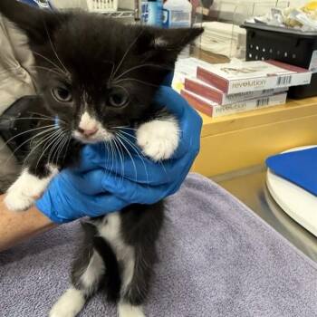Domestic Short Hair Cats Available for Adoption in Alameda, California - BOND | PetCurious