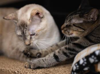 Rescue Siamese Cats for Adoption in Pueblo, Colorado - Bluey And Squeaks | PetCurious