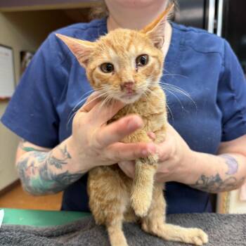 Peter Parker -  Domestic Short Hair Cat for Adoption in Madison, Wisconsin - Peter Parker | PetCurious