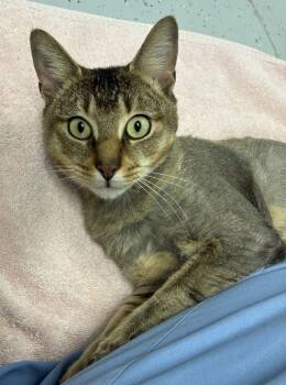 Rescue Domestic Short Hair Cats for Adoption in Montgomery, New Jersey - Troy | PetCurious