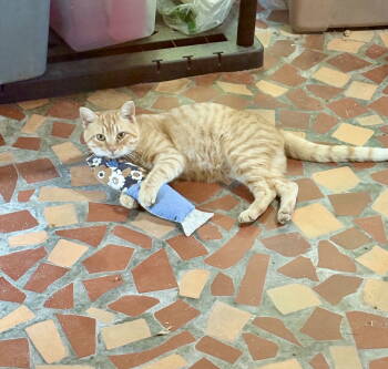 Rescue Domestic Short Hair Cats for Adoption in Camden, South Carolina - Acai | PetCurious