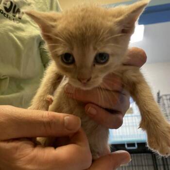 Domestic Short Hair Cats Available for Adoption - Mac | PetCurious