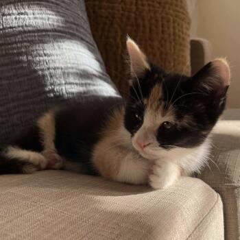 Rescue Calico Cats for Adoption in Chicago, Illinois - Aurelia | PetCurious