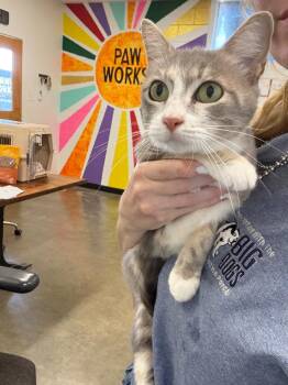 Mclovin -  Domestic Short Hair Cat for Adoption in Thousand Oaks, California - Mclovin | PetCurious