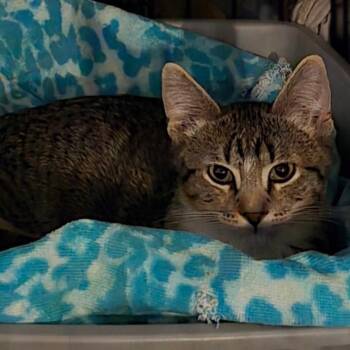 Brook -  Domestic Short Hair Cat for Adoption in Grantsville, Utah - Brook | PetCurious
