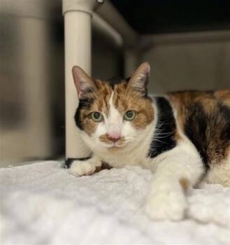 Bella -  Domestic Short Hair Cat for Adoption in Montreal, Quebec - Bella | PetCurious