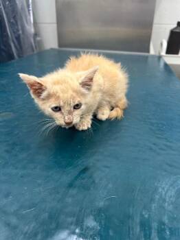 Gordon -  Tabby Cat for Adoption in Mobile, Alabama - Gordon | PetCurious