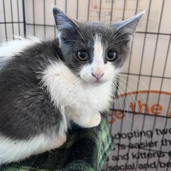 Indiana -  Domestic Short Hair Cat for Adoption in Bentonville, Arkansas - Indiana | PetCurious