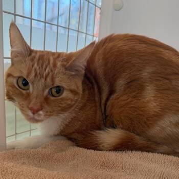 Coco -  Domestic Short Hair Cat for Adoption in Chicago, Illinois - Coco | PetCurious