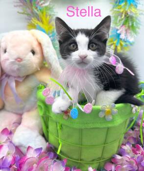 Domestic Short Hair Cats Available for Adoption - Stella | PetCurious