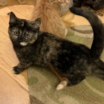 Rescue Domestic Short Hair Cats for Adoption in Slippery Rock, Pennsylvania - Ahnna | PetCurious