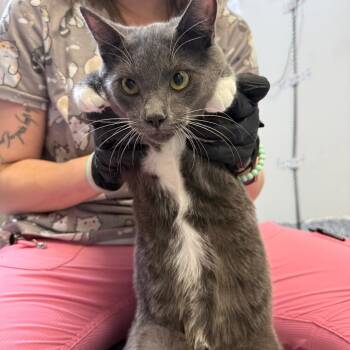 Manson -  Domestic Short Hair Cat for Adoption in Great Falls, Montana - Manson | PetCurious