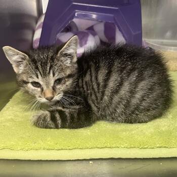 Overture -  Domestic Short Hair Cat for Adoption in Palm Springs, California - Overture | PetCurious