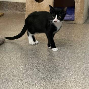Gaston -  Domestic Short Hair Cat for Adoption in Sarasota, Florida - Gaston | PetCurious