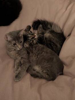 Rescue Domestic Short Hair Cats for Adoption in Wilmington, North Carolina - Myrtle | PetCurious