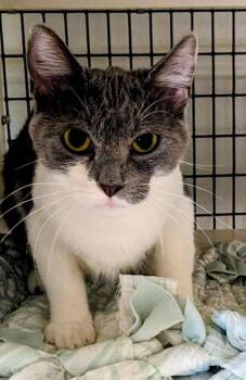 Sunshine -  Domestic Short Hair Cat for Adoption in St. Augustine, Florida - Sunshine | PetCurious