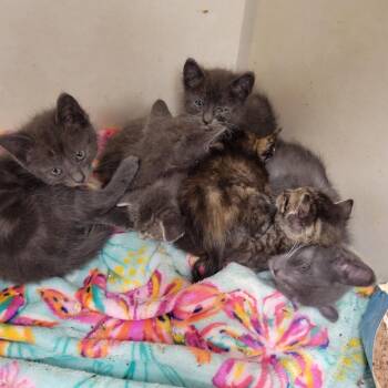 Cha Cha -  Domestic Short Hair Cat for Adoption in Westminster, California - Cha Cha | PetCurious