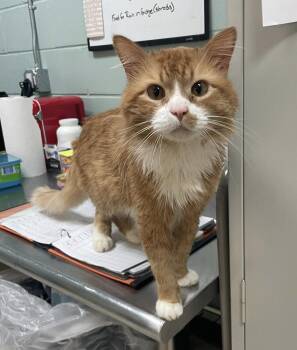 Scruffy -  Domestic Long Hair Cat Available for Adoption in Salem, Massachusetts - Scruffy | PetCurious