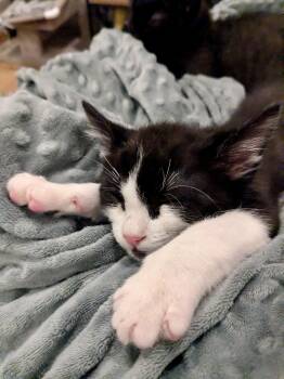 Tolliver -  Domestic Short Hair Cat for Adoption in San Francisco, California - Tolliver | PetCurious