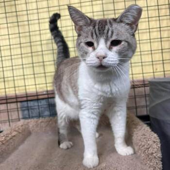 Delilah -  Domestic Medium Hair Cat for Adoption in St. George, Utah - Delilah | PetCurious