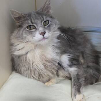 Casey -  Domestic Long Hair Cat for Adoption in Mokena, Illinois - Casey | PetCurious