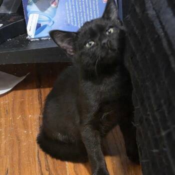 Ivy -  Domestic Short Hair Cat for Adoption in Grantsville, Utah - Ivy | PetCurious