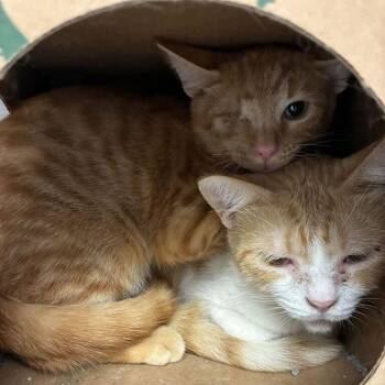 Banana -  Domestic Short Hair Cat for Adoption in Dayton, Ohio - Banana | PetCurious