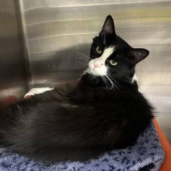 Ambrosius -  Domestic Medium Hair Cat for Adoption in Salt Lake City, Utah - Ambrosius | PetCurious