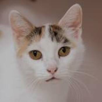 Domestic Short Hair Cats Available for Adoption in Hilliard, Ohio - Angela | PetCurious