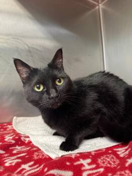 Rain -  Domestic Short Hair Cat for Adoption in Grants Pass, Oregon - Rain | PetCurious