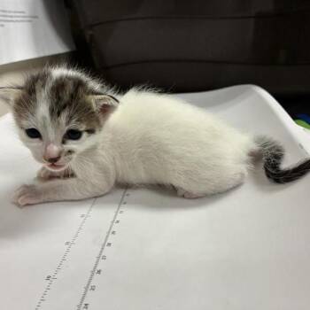 Lulu -  Domestic Short Hair Cat for Adoption in Pasadena, California - Lulu | PetCurious