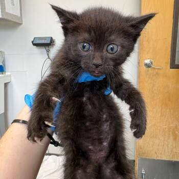 Gulf Shores -  Domestic Medium Hair Cat for Adoption in Columbiana, Alabama - Gulf Shores | PetCurious
