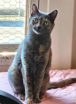 Dusti & Harley -  Dilute Calico and Tabby Cat for Adoption in Anacortes, Washington - Dusti & Harley | PetCurious