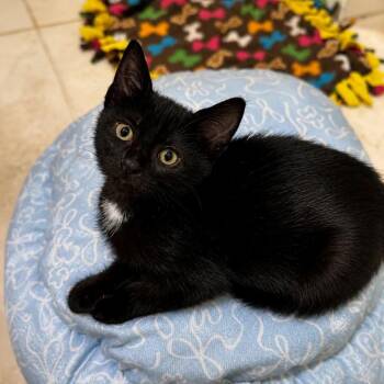 Fish Stick -  Domestic Short Hair Cat for Adoption in Jupiter, Florida - Fish Stick | PetCurious