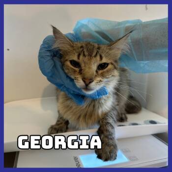 Georgia -  Domestic Long Hair Cat for Adoption in Glenwood, Minnesota - Georgia | PetCurious