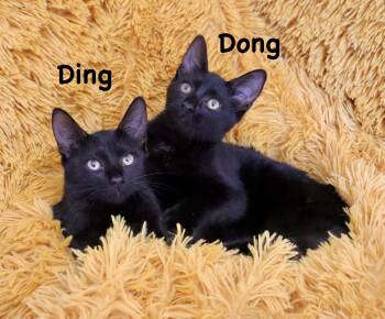 Ding and Dong -  Bombay Cat for Adoption in St. Augustine, Florida - Ding And Dong | PetCurious