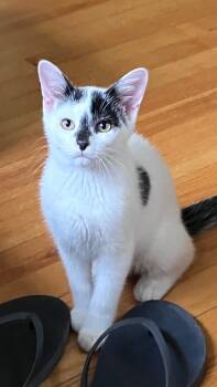 Chickadee -  Domestic Short Hair Cat for Adoption in Hammond, Indiana - Chickadee | PetCurious