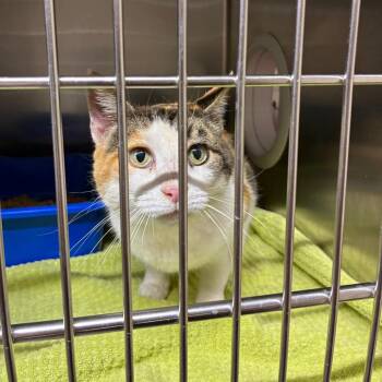 Suites -  American Shorthair Cat for Adoption - Suites | PetCurious