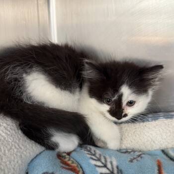 Selena -  Domestic Medium Hair Cat for Adoption in Oconto, Wisconsin - Selena | PetCurious