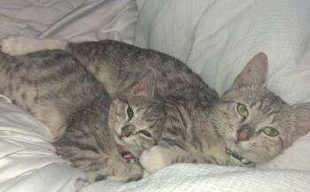 Rescue Domestic Short Hair Cats for Adoption in Lawrenceville, Georgia - Ratatouille | PetCurious