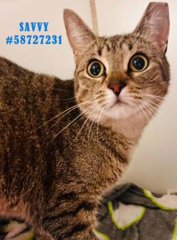 Rescue Tabby Cats for Adoption in Wilkes-barre, Pennsylvania - Savvy | PetCurious