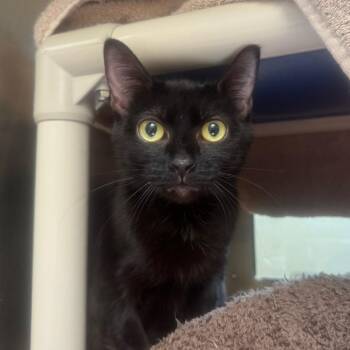 Domestic Short Hair Cats Available for Adoption - Raven | PetCurious