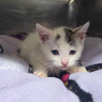 Turbo -  Domestic Short Hair Cat for Adoption in Newport, Tennessee - Turbo | PetCurious