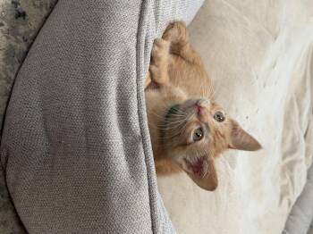 Domestic Short Hair Cats Available for Adoption in Rio Linda, California - Maui | PetCurious