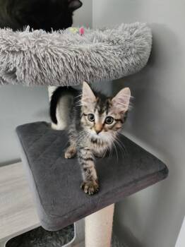 Ophelia -  Domestic Medium Hair Cat for Adoption in Wheaton, Illinois - Ophelia | PetCurious