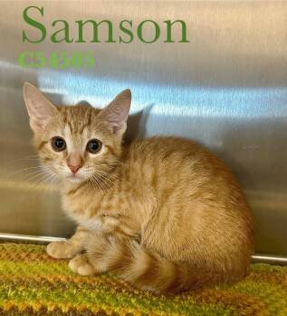 Domestic Short Hair Cats Available for Adoption in Clarksville, Tennessee - Samson (yellow Collar) | PetCurious